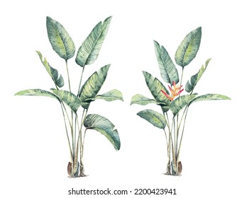 Bird Of Paradise (Strelitzia Nicolai).Tropical Leaf, Green Nature.Watercolor Tropical Leaves, Dense Jungle For Be Used Background, Textile Or Wallpaper Interior Design.banana Branches