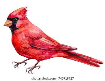  Bird Red Cardinal Bird, Watercolor 