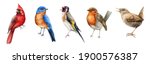 Bird set watercolor illustration. Red cardinal, eastern bluebird, goldfinch, robin, wren close up images. Realistic garden and forest birds collection element. Beautiful avian set on white background.