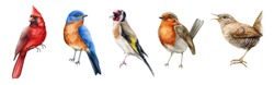 Bird Set Watercolor Illustration. Red Cardinal, Eastern Bluebird, Goldfinch, Robin, Wren Close Up Images. Realistic Garden And Forest Birds Collection Element. Beautiful Avian Set On White Background.