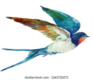 Bird Swallow Watercolor Illustration