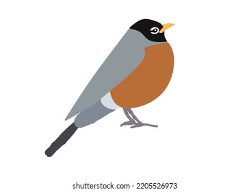 Bird Turdus Migratorius Turdidae Robin Design