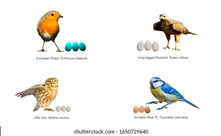 Bird Egg Images Stock Photos Vectors Shutterstock