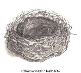 Bird's Nest Drawing