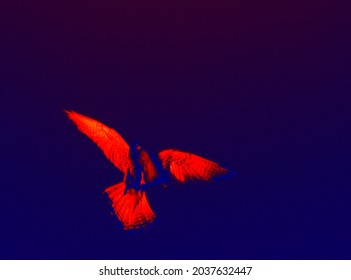 From The Birds Of Paradise Series. Garden Of Eden. Fantasy In Blue-red Tones. Illustration Of Thermal Image