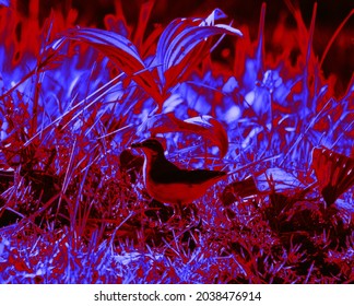 From The Birds Of Paradise Series. Garden Of Eden. Fantasy In Blue-red Tones