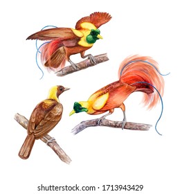 Birds of paradise sitting on a branch isolated on white backgound. Watercolor. Illustration. Template. Poster. Postcard. Breast-feeding. Emblems. Hand painted. Lesser bird of paradise. Male and female