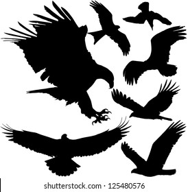 Birds of prey (eagle, hawk, falcon, griffon vulture etc.) silhouettes. Raster version.