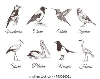 Birds set sketch. Collection of birds. Hand drawing illustration for design.