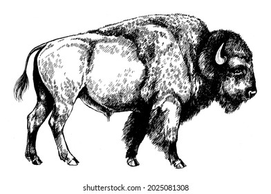 bison bull graphic illustration forest protected animals
