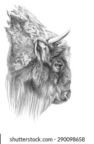 Bison Profile Head Pencil Drawing With Paper Texture