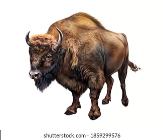 Bison realistic drawing illustration for animal encyclopedia, isolated image on white background