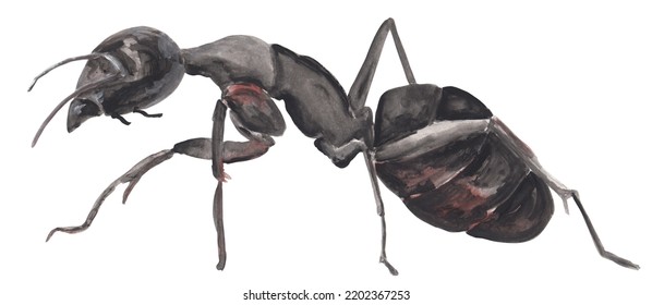 Black Ant Insect Gouache Illustration Hand Painted Artwork Isolated On White Background