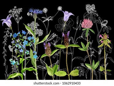 Black background with watercolor drawing wild plants, herbs and flowers, botanical illustration, floral template