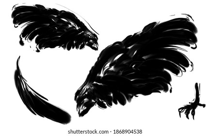 Black bird wings feathers isolated.