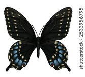 Black butterfly with blue and yellow (Papilio polyxenes) illustration on white background