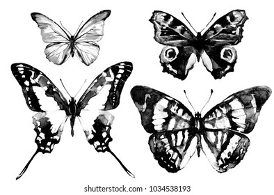 Black Butterflywatercolor Isolated On White Stock Illustration ...