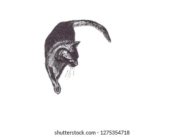 Black Cat Pen Drawing Stock Illustration 1275354718 | Shutterstock