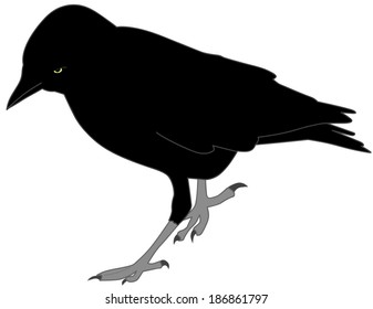 Black Crow Yellow Eyes Stock Illustration 186861797 | Shutterstock