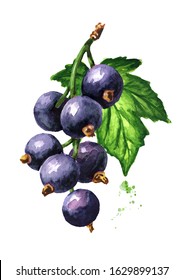 Cassis Fruit Images Stock Photos Vectors Shutterstock