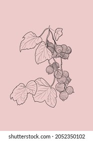 Black Currant Bush Monochrome Illustration