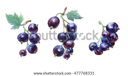 Black currant. Hand drawn watercolor painting on white background.