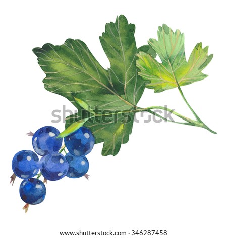 black currants on white background, watercolor illustration