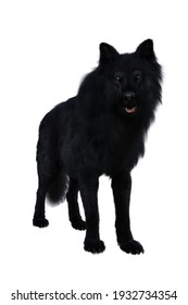 Black Dire Wolf. 3d illustration isolated on white background,