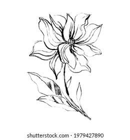 Black drawing of flower in freehand sketch style isolated on white background. Digital illustration in the style of hand drawing with ink, charcoal, pencil.