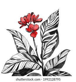 Black drawing of home plant in freehand sketch style isolated on white background. Digital illustration in the style of hand drawing with ink, charcoal, pencil.