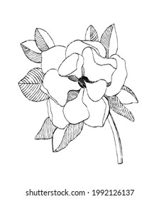 Black drawing of magnolia in freehand sketch style isolated on white background. Digital illustration in the style of hand drawing with ink, charcoal, pencil.