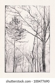 Black Dry Point Trees