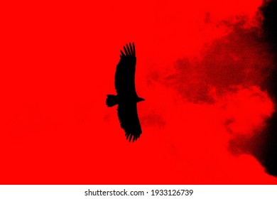 Black eagle illustration on red background