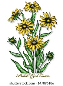 Black Eyed Susan Stock Illustrations Images Vectors Shutterstock