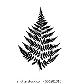 Black Fern Silhouette Isolated On White Background