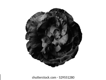 
Black Flower