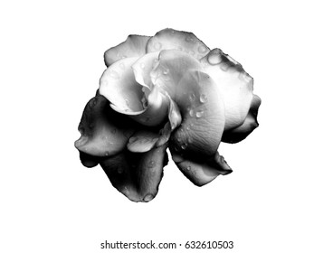 Black Flower Stock Illustration 632610503 | Shutterstock