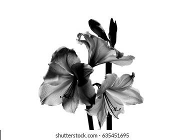Black flower