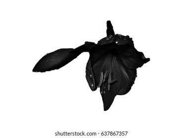 Black flower