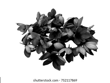 Black Flower