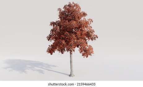 Black Gum Tree On White Background. 3d Render.