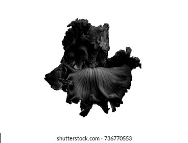 Black Iris Flower Stock Illustration 736761799
