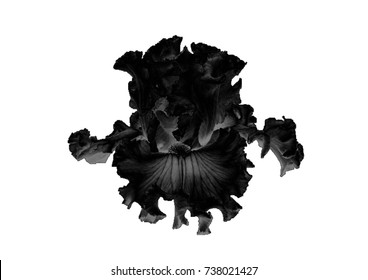 Black Iris Flower Stock Illustration 736761799