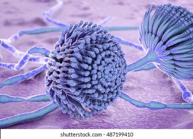 Black Mold Fungi Aspergillus, Which Produce Aflatoxins And Cause Pulmonary Infection Aspergillosis. 3D Illustration