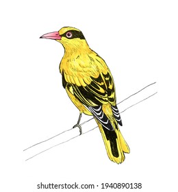 A Black Naped Oriole Perched