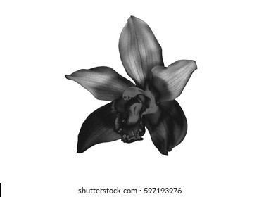 Black Orchid