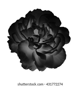 Black Peony