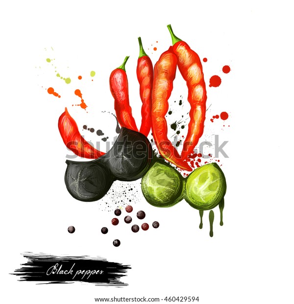 Black Red Pepper Hand Draw Watercolor のイラスト素材