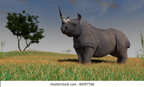 Black Rhinoceros