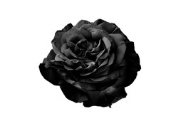 Czarna Róża